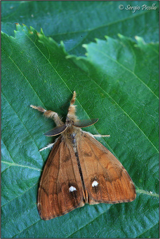 Nidiata di Orgyia (Orgyia) antiqua