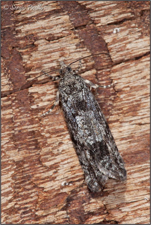 Tortricidae da ID - Zeiraphera griseana