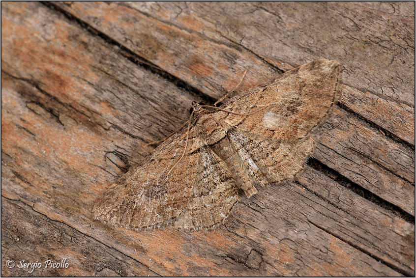 Peribatodes rhomboidaria? Horisme sp., Geometridae