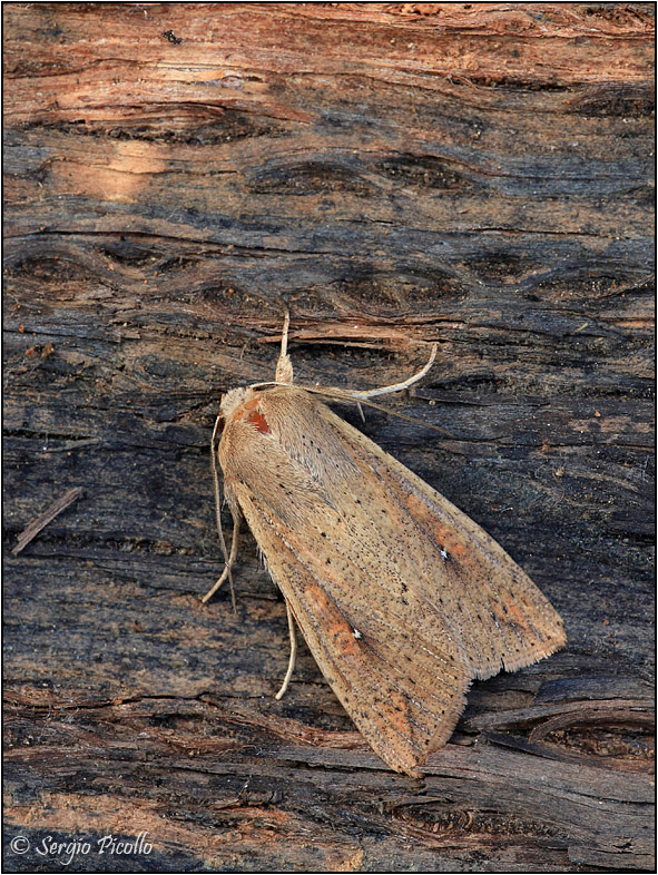 Mythimna unipuncta? S