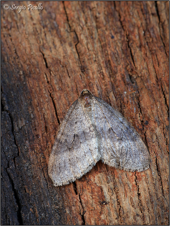 Operophtera sp.