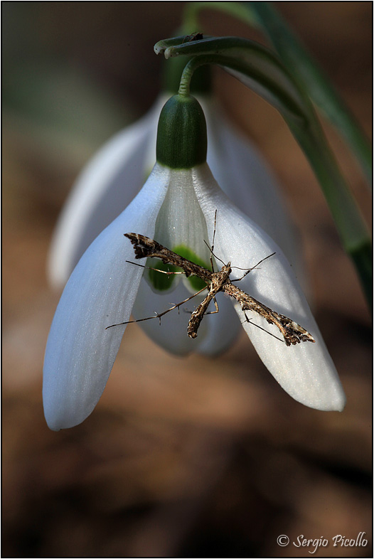 Pterophoridae (Amblyptilia acanthadactyla?).  S