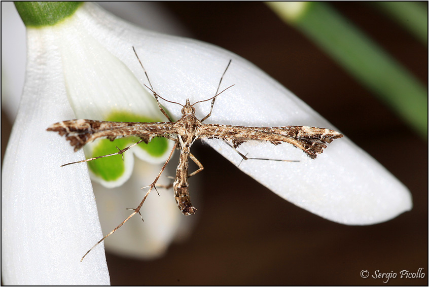 Pterophoridae (Amblyptilia acanthadactyla?).  S