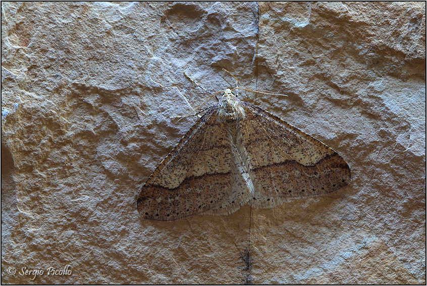 Agriopis marginaria, Geometridae