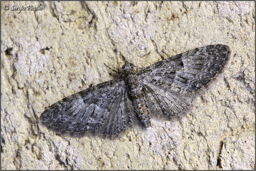 Eupithecia....? S: E. dodoneata (Cfr)