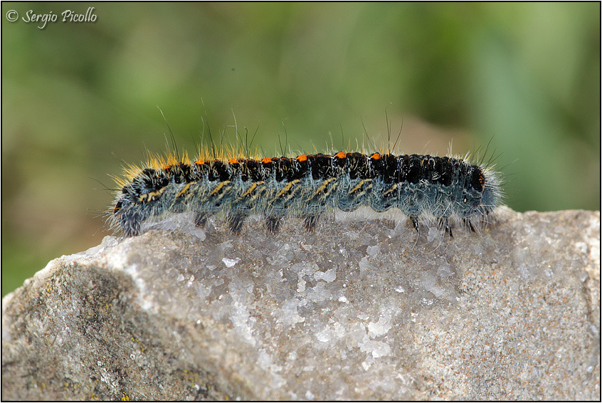 bruco da ID - Lasiocampa (Pachygastria) trifolii, Lasiocampidae