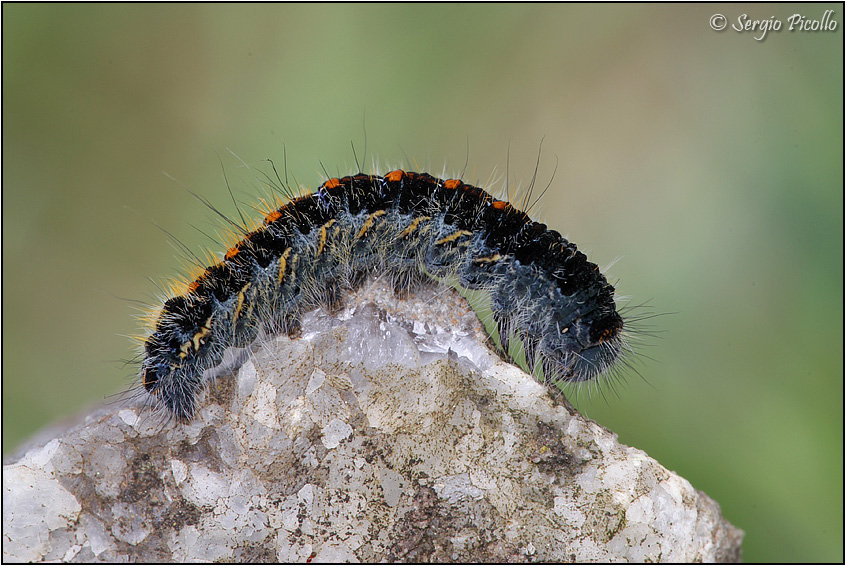 bruco da ID - Lasiocampa (Pachygastria) trifolii, Lasiocampidae