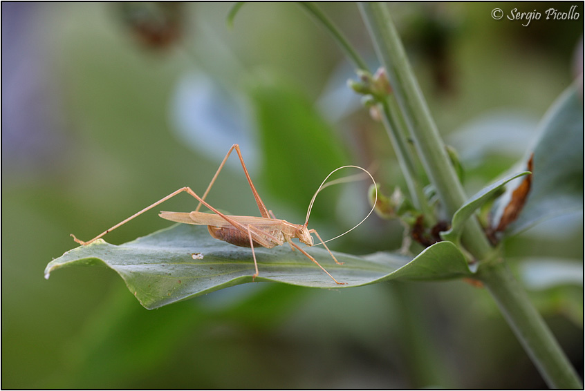 Tylopsis liliifolia (Phaneropteridae)