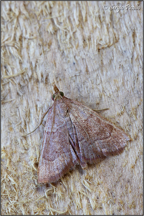 Hypsopygia incarnatalis (Pyralidae)? S