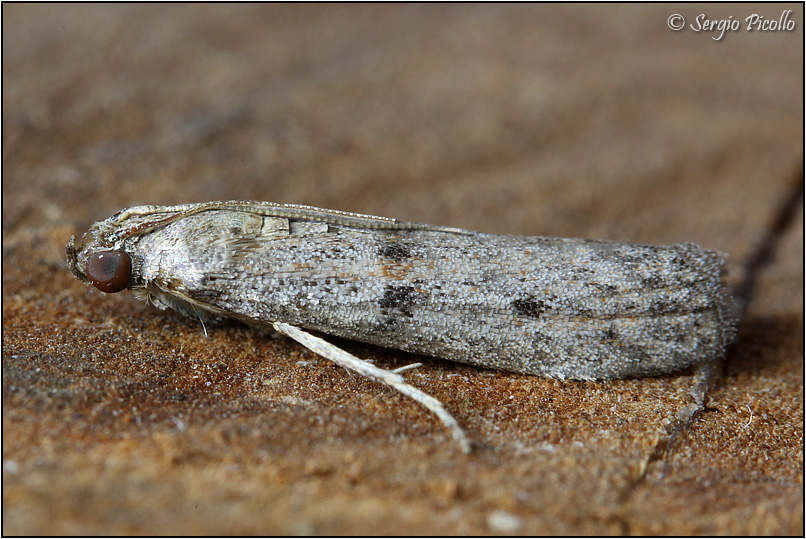 Tortricidae? No, Pyralidae - Cadra furcatella (cfr)