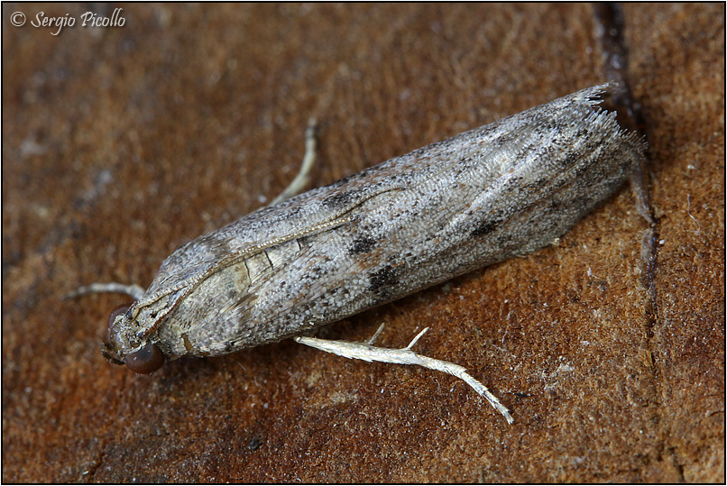 Tortricidae? No, Pyralidae - Cadra furcatella (cfr)