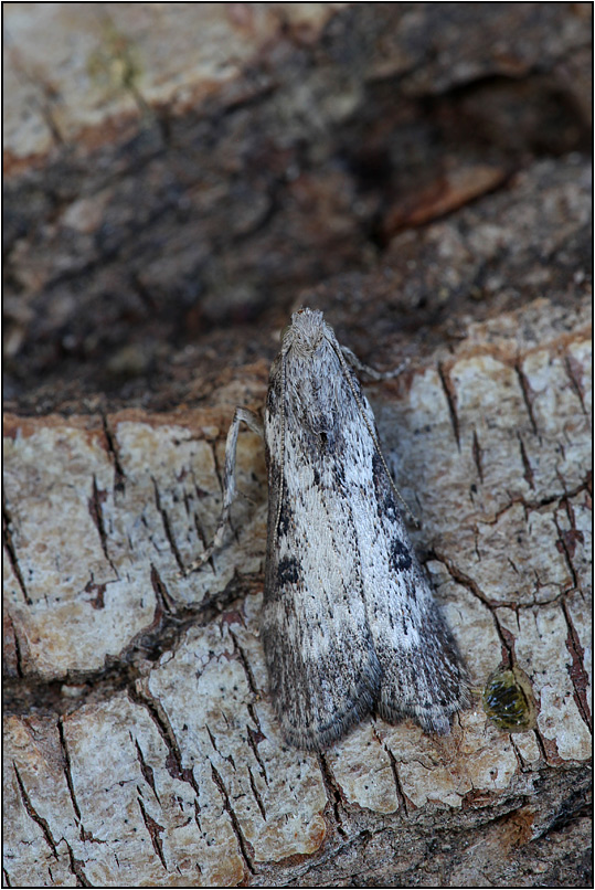 Pyralidae???      S,   Lamoria anella