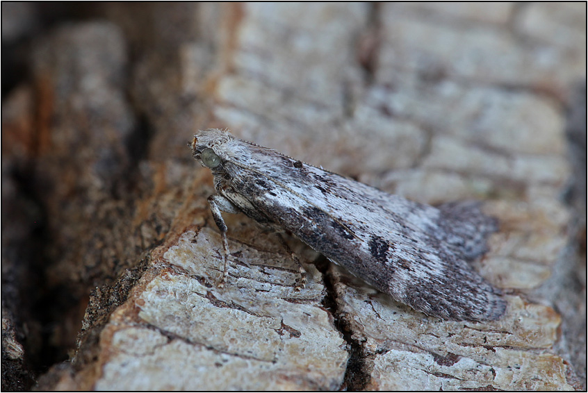 Pyralidae???      S,   Lamoria anella