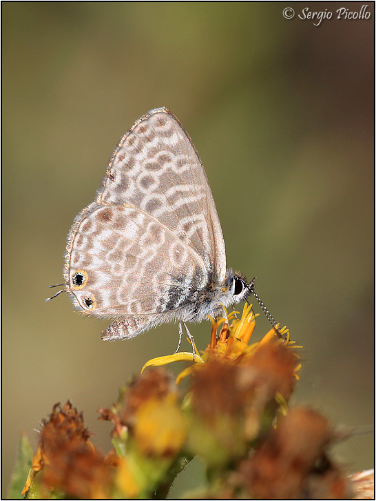 Leptotes pirithous