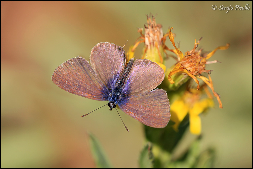 Leptotes pirithous