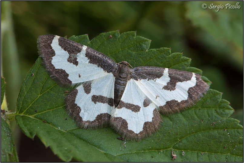 Lomaspilis marginata