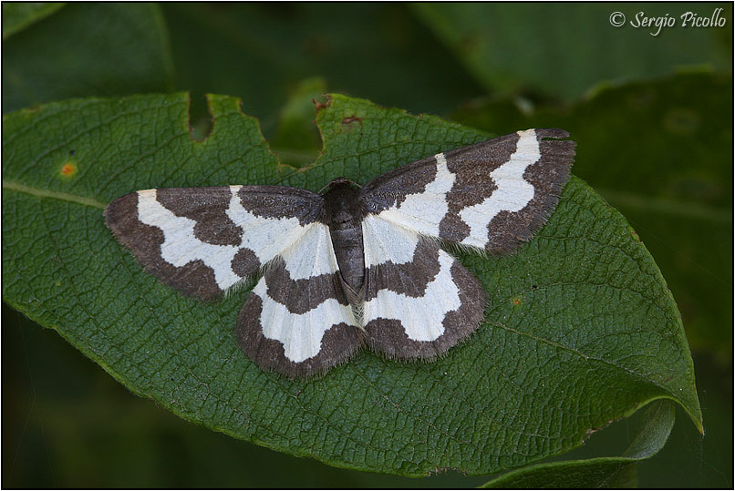 Lomaspilis marginata