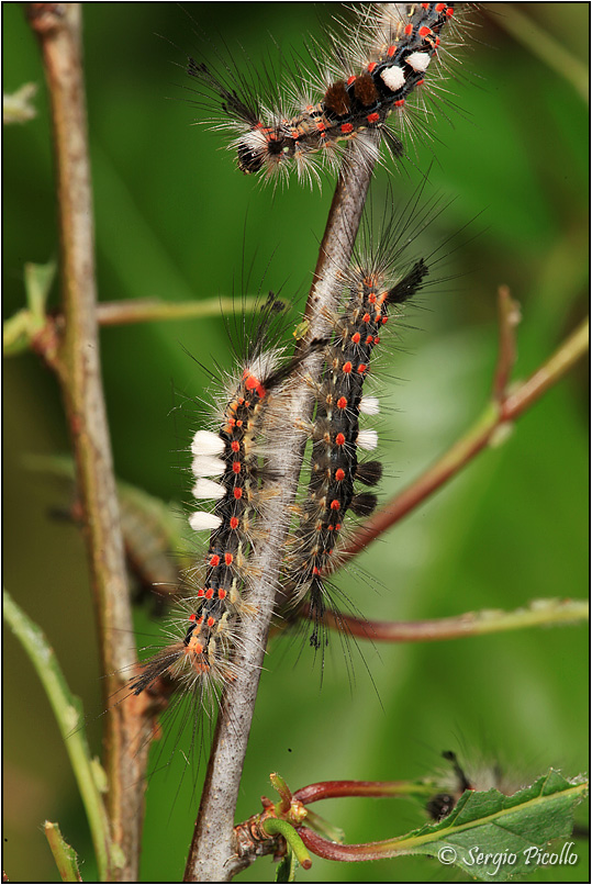 Nidiata di Orgyia (Orgyia) antiqua