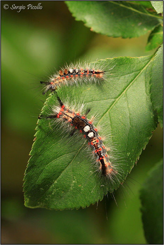 Nidiata di Orgyia (Orgyia) antiqua