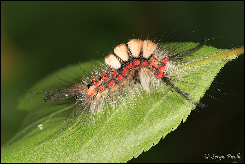 Nidiata di Orgyia (Orgyia) antiqua