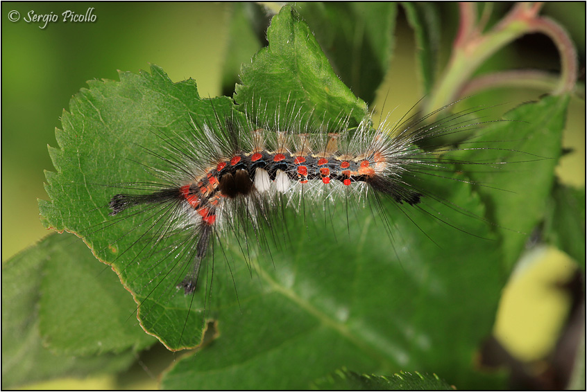 Nidiata di Orgyia (Orgyia) antiqua