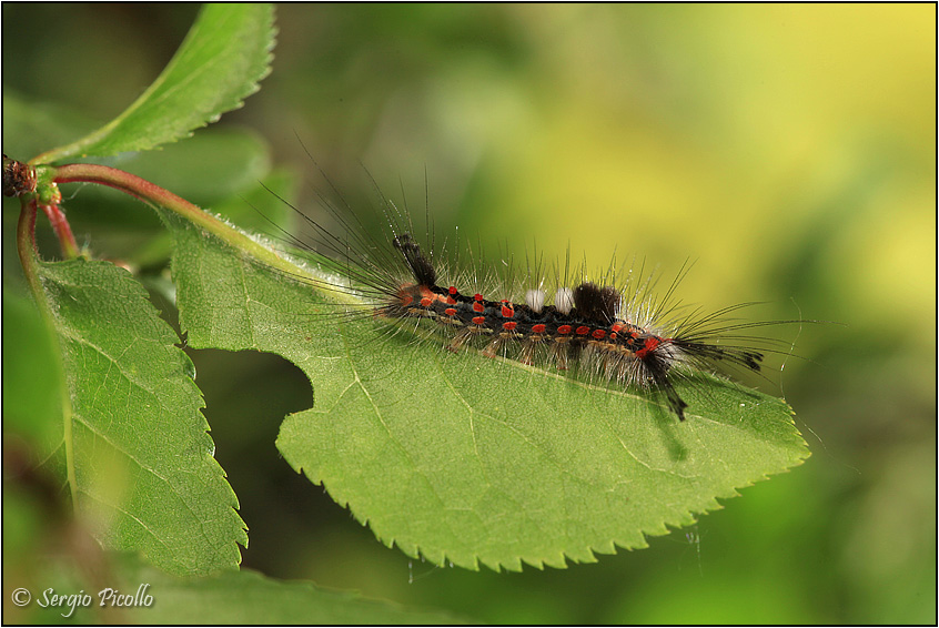 Nidiata di Orgyia (Orgyia) antiqua