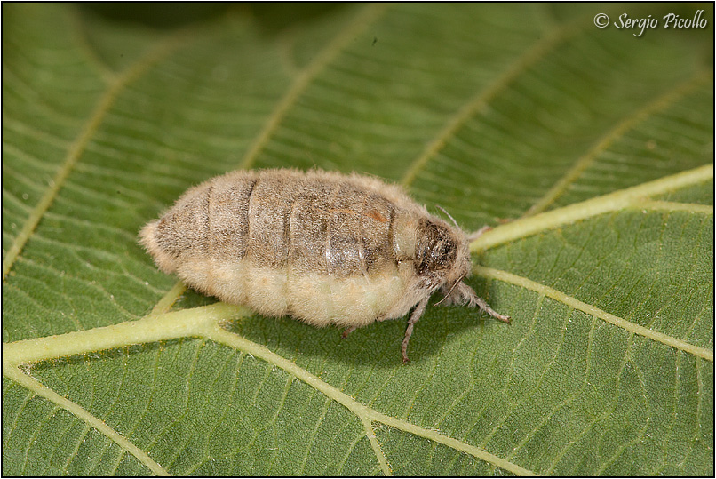 Nidiata di Orgyia (Orgyia) antiqua