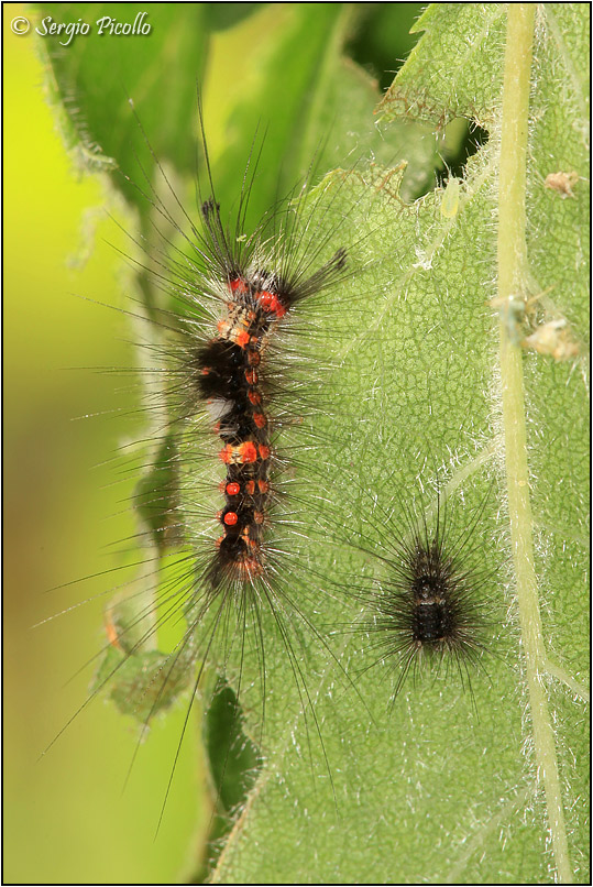 Nidiata di Orgyia (Orgyia) antiqua