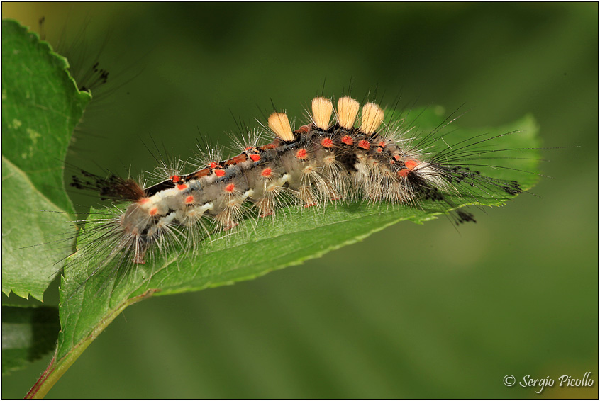 Nidiata di Orgyia (Orgyia) antiqua