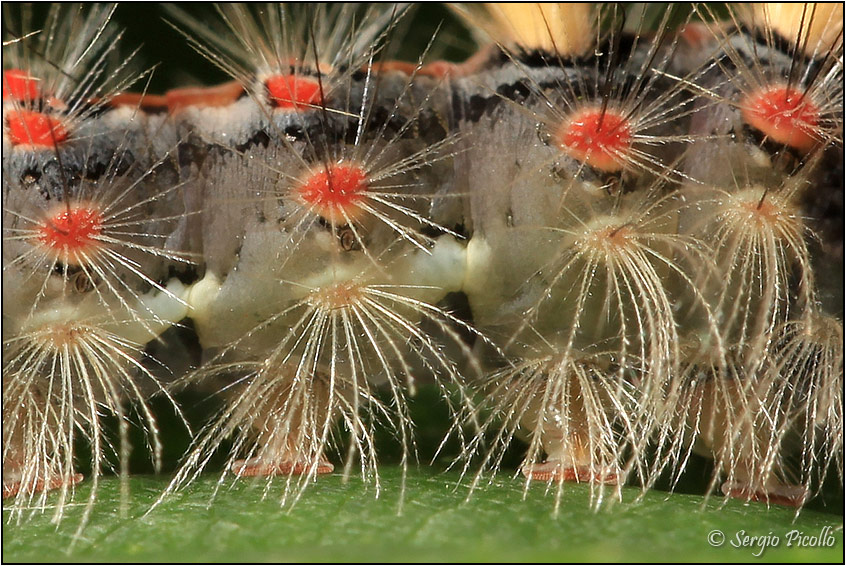 Nidiata di Orgyia (Orgyia) antiqua