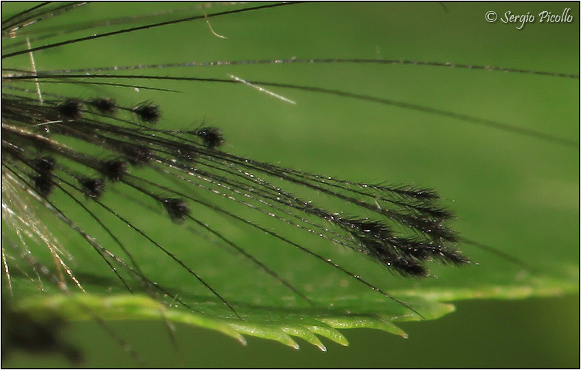 Nidiata di Orgyia (Orgyia) antiqua