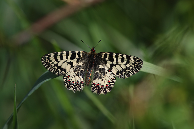 ancora su Zerynthia polyena e Zerynthia cassandra