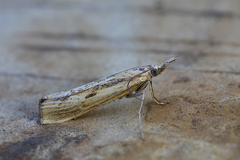 Agriphila inquinatella ?