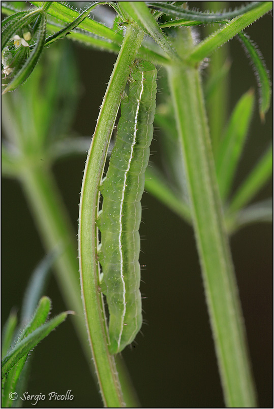 bruco su Galium aparine - Amphipyra (Amphipyra) tragopoginis