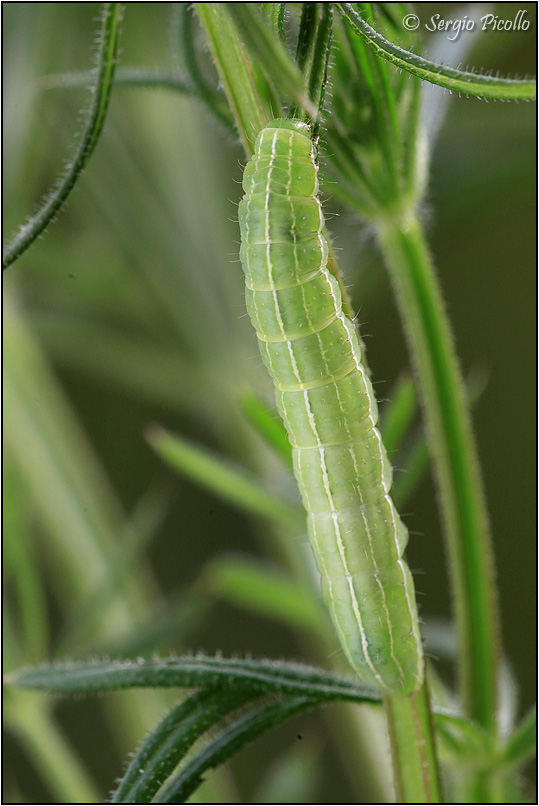 bruco su Galium aparine - Amphipyra (Amphipyra) tragopoginis