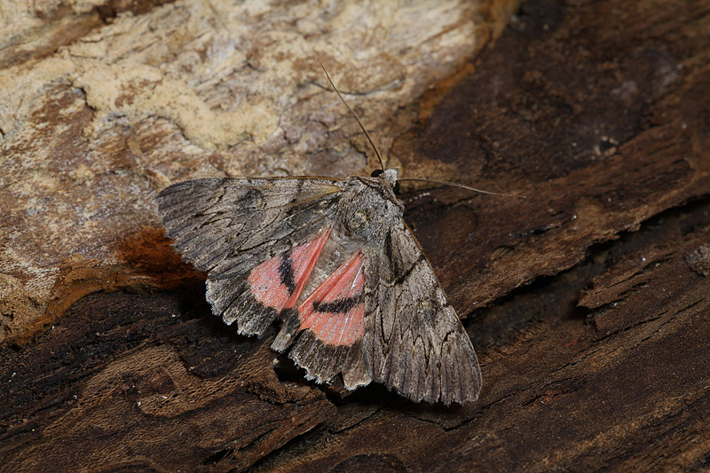 Catocala optata???