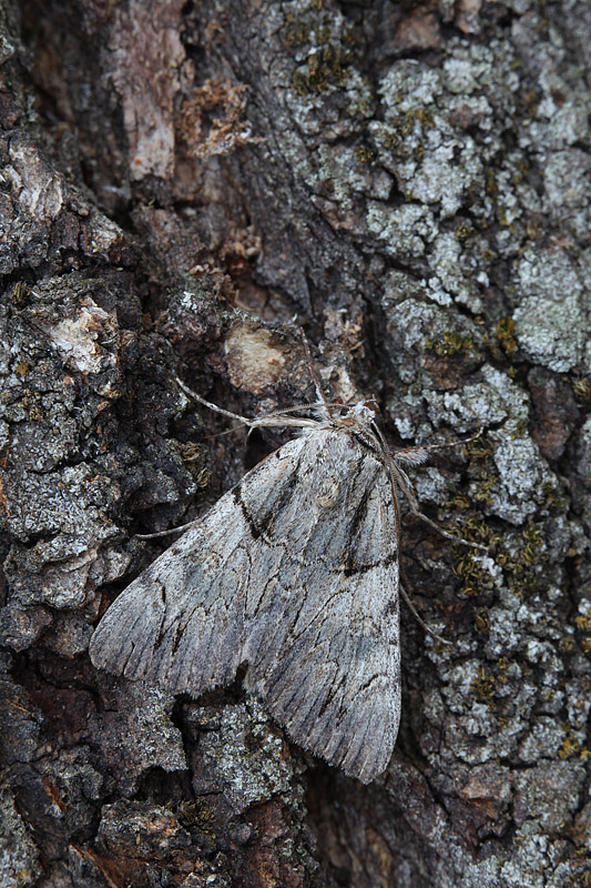 Catocala optata???