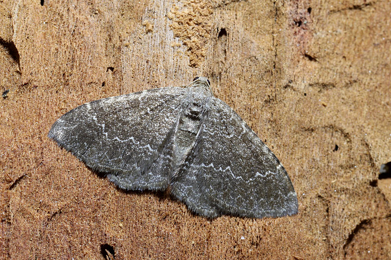 Geometridae simili: sono Philereme vetulata? - C. riguata