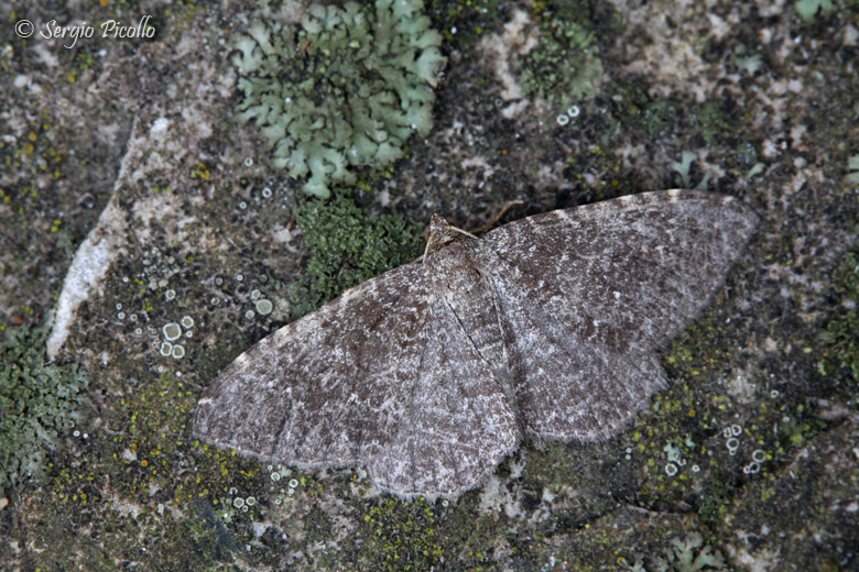 Geometridae simili: sono Philereme vetulata? - C. riguata