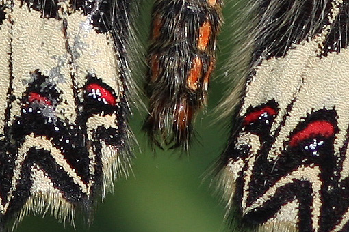 ancora su Zerynthia polyena e Zerynthia cassandra