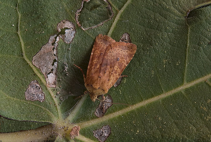 Noctuidae: Conistra rubiginea