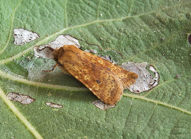 Noctuidae: Conistra rubiginea