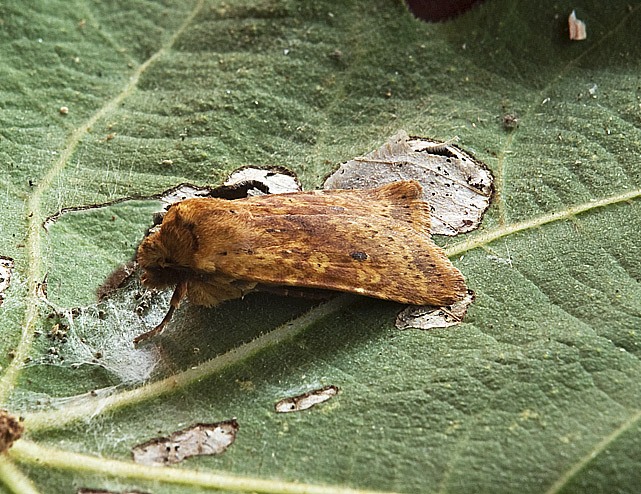 Noctuidae: Conistra rubiginea