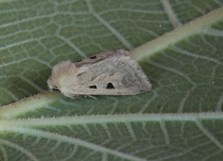 Episema grueneri perch� no ?