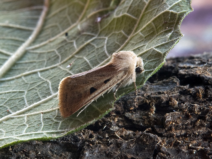 Episema grueneri perch� no ?