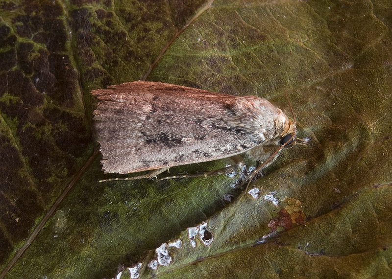 Livrea consumata: Amphipyra sp. - Noctuidae