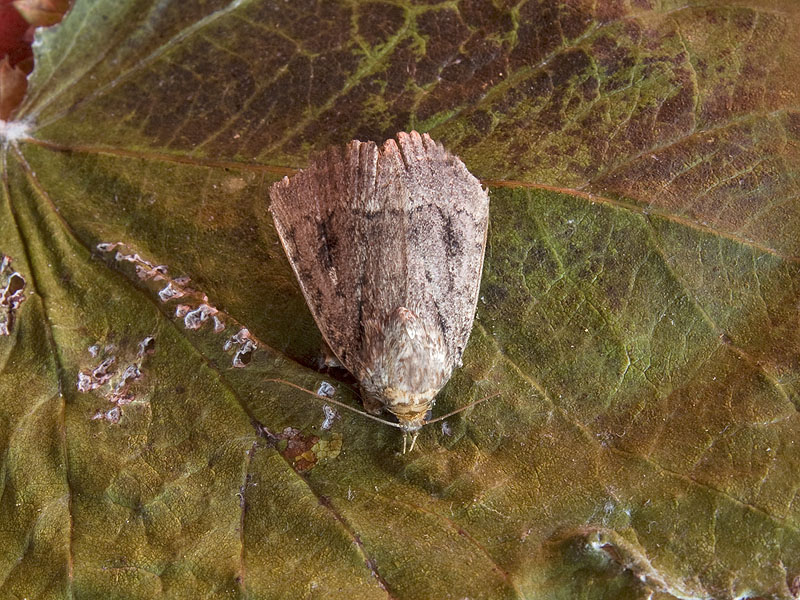 Livrea consumata: Amphipyra sp. - Noctuidae