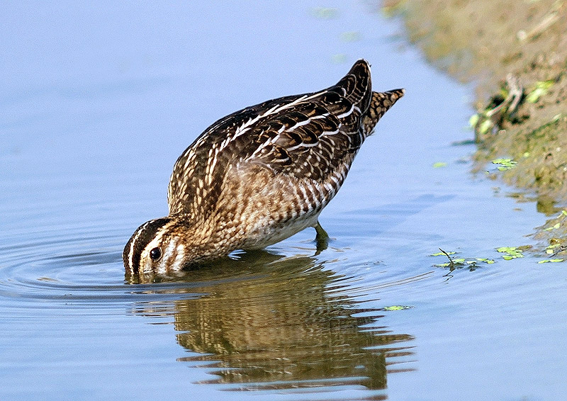 Beccaccino (Gallinago gallinago)