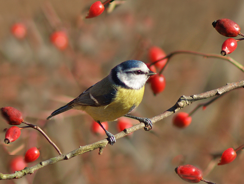 Cinciarella (Cyanistes caeruleus)