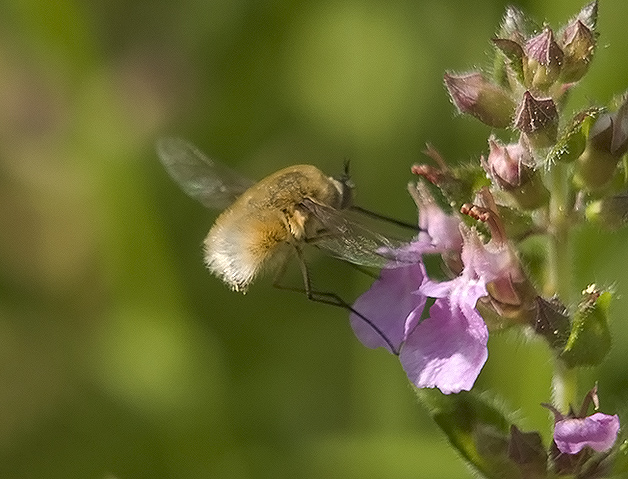 Bombyliidae: Bombylius sp. o Systoechus sp.